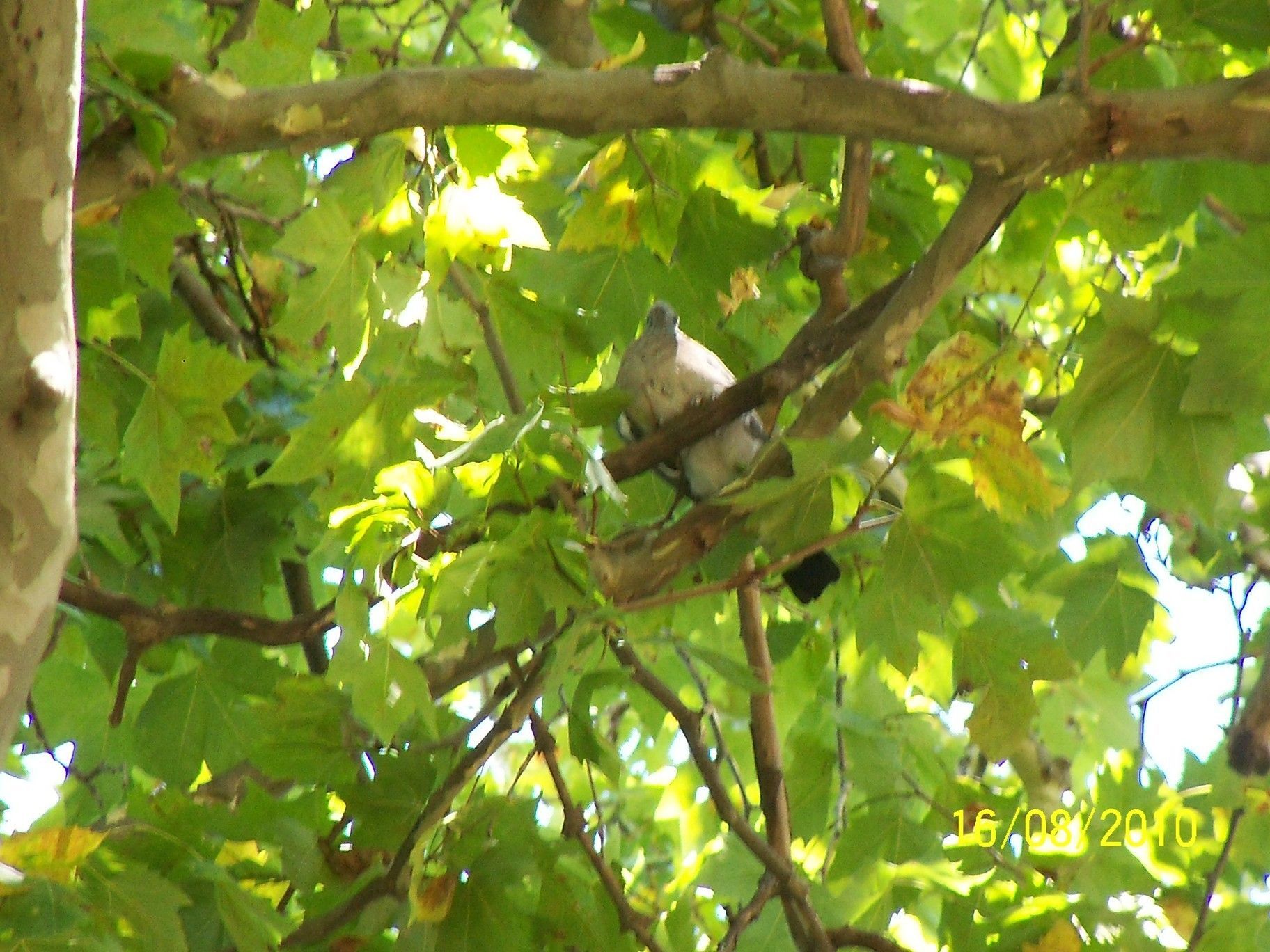 Pigeon